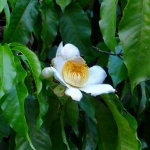 White-yelow flower in Shiripuno